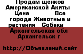 Продам щенков Американской Акиты › Цена ­ 25 000 - Все города Животные и растения » Собаки   . Архангельская обл.,Архангельск г.